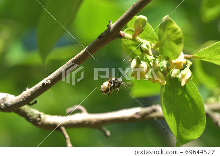 Bee buddies sucking and pollinating persimmon flowers 69644527