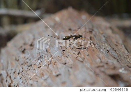 Onagabachi's companion Onagabachi's companion 69644536