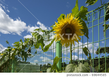 Sunflower Sunflower 69644585
