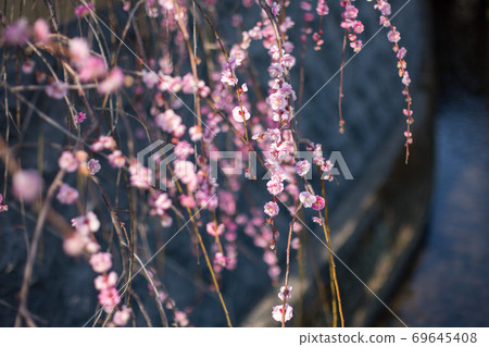 叼著梅花 69645408