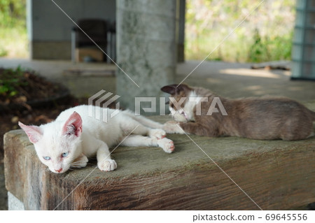 The abandoned kitten brothers live steadily and vigorously in the summer when the heat continues. The abandoned kitten brothers live steadily and vigorously in the summer when the heat continues. 69645556