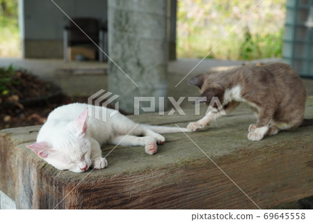 The abandoned kitten brothers live steadily and vigorously in the summer when the heat continues. 69645558