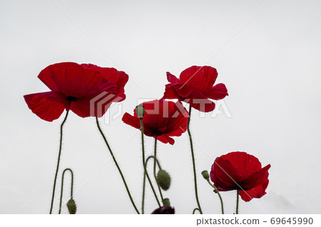 Poppy flower Poppy flower 69645990
