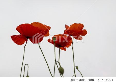 Poppy flower Poppy flower 69645994