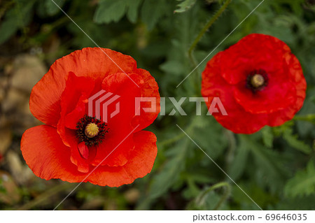 罌粟花 照片素材 圖片 圖庫