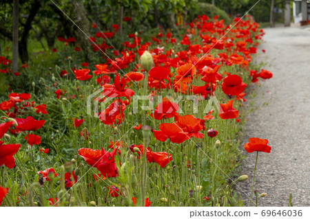 Poppy flower Poppy flower 69646036