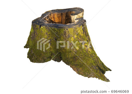 Old tree stump with moss isolated on white Old tree stump with moss isolated on white 69646069