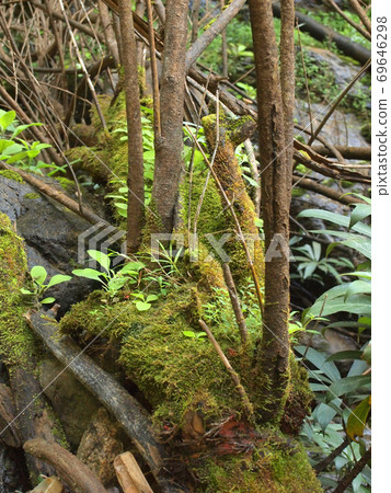 Moss and lichen 69646298