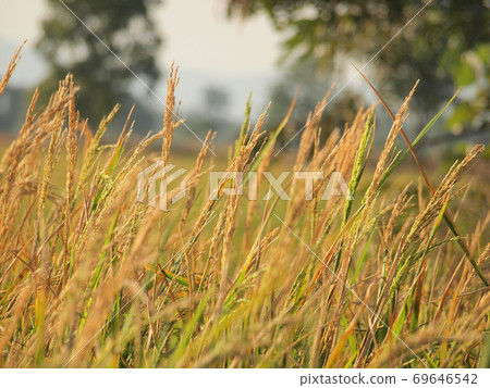 Close up rice fields Close up rice fields 69646542