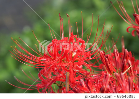 Cluster amaryllis (Manjushage) 69646885