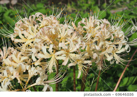 希根花那（Manjushage） 69646886