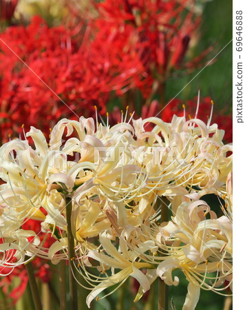 Cluster amaryllis (Manjushage) 69646888