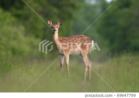 Yezo deer Hokkaido 69647799