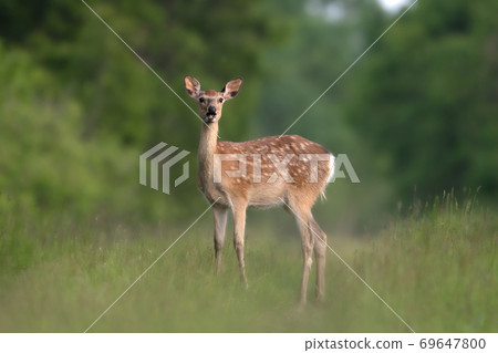 Yezo deer Hokkaido 69647800