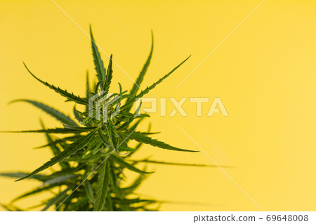 Cannabis bush lying on a yellow background. Cannabis bush lying on a yellow background. 69648008