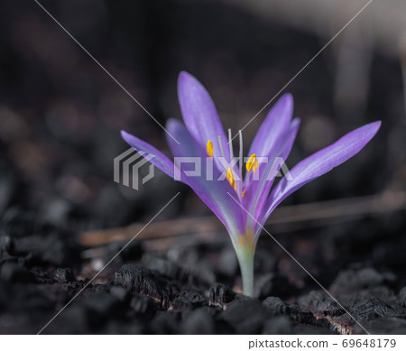 growing saffron flower close-up growing saffron flower close-up 69648179