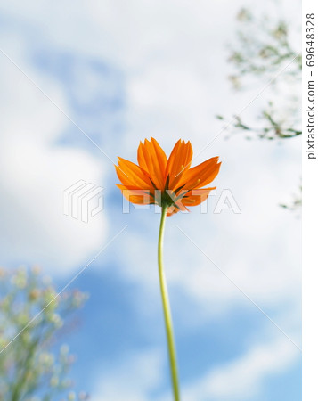 晴天下的基巴納波斯菊 69648328