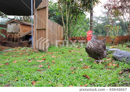 雞 家禽 動物 雞 家禽 動物 69648667