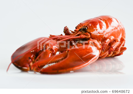 Lobster white background 69648672