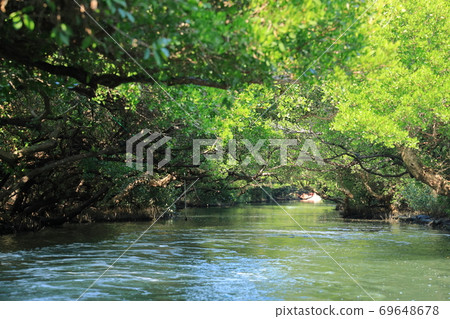 Four Grass Green Tunnel Taiwan Version Amazon Tainan Taiwan Four Grass Green Tunnel Taiwan Version Amazon Tainan Taiwan 69648678