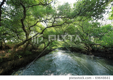 四草綠色隧道 台版亞馬遜 台南 台灣 四草綠色隧道 台版亞馬遜 台南 台灣 69648681