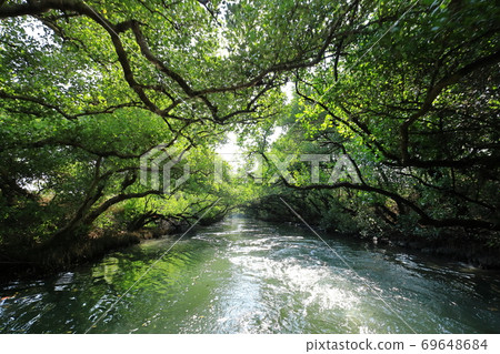 Four Grass Green Tunnel Taiwan Version Amazon Tainan Taiwan Four Grass Green Tunnel Taiwan Version Amazon Tainan Taiwan 69648684