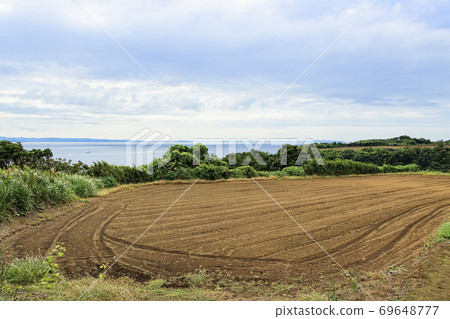 Autumn on the sea, the earth, the radish, and the scenic Miura Peninsula 69648777