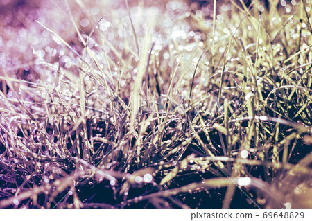 grass with dew drops closeup grass with dew drops closeup 69648829