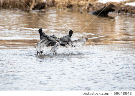 Where two coots quarrel Bank-Bar British Columbia Canada 69648948