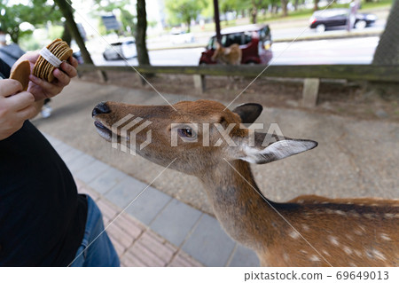 一個男人在奈良公園給鹿仙貝 一個男人在奈良公園給鹿仙貝 69649013