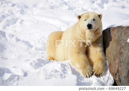 Polar bears 69649227