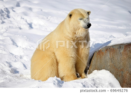 北極熊 69649276