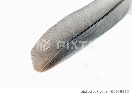 pigeon feather close-up on a white background 69649883