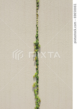 牆和常春藤 牆和常春藤 69650081