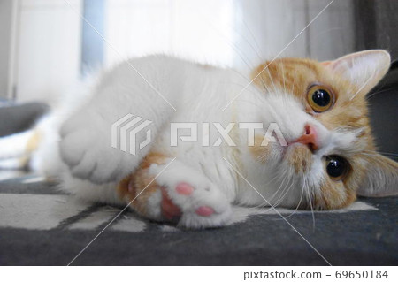 放鬆在地毯的貓 放鬆在地毯的貓 69650184