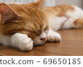 貓在桌子上睡午覺 69650185