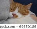 睡覺的貓 69650186