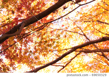 Autumn leaves 4 Autumn leaves 4 69650329