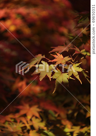 Autumn leaves 5 Autumn leaves 5 69650331