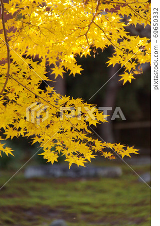 Autumn leaves 6 Autumn leaves 6 69650332