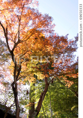 Autumn leaves 7 Autumn leaves 7 69650333