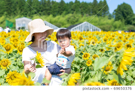Parents and children playing in the sunflower field Parents and children playing in the sunflower field 69650376