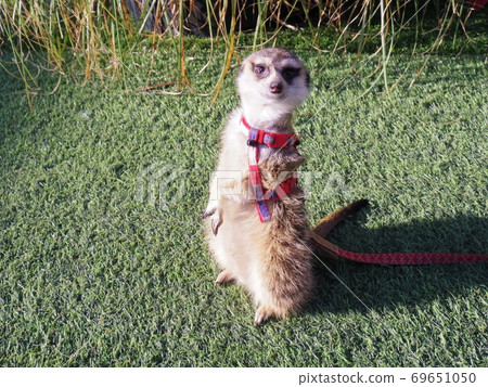Meerkat with a textured face that does not make you feel the presence of a harness Meerkat with a textured face that does not make you feel the presence of a harness 69651050