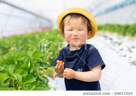 Strawberry picking Infant strawberry picking Strawberry picking Infant strawberry picking 69651083