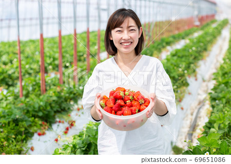 Strawberry harvest strawberry farm 69651086