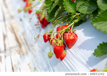 Strawberry picking strawberry house 69651242