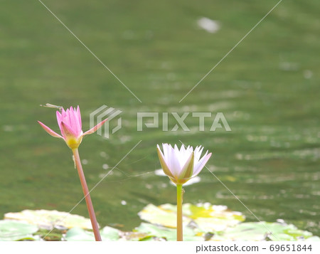 Itonbo停在名古屋久屋大通花園Flarie的睡蓮上 Itonbo停在名古屋久屋大通花園Flarie的睡蓮上 69651844