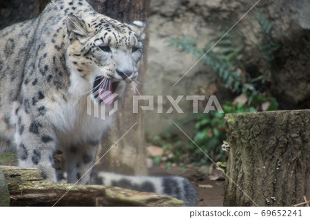 Yawning snow crab Yawning snow crab 69652241