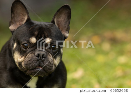 Portrait of a black French bulldog Portrait of a black French bulldog 69652668