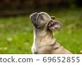 Portrait of a light French bulldog 69652855